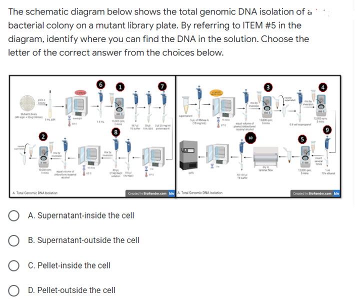 The schematic diagram below shows the total genomic DNA isolation of a
bacterial colony on a mutant library plate. By referring to ITEM #5 in the
diagram, identify where you can find the DNA in the solution. Choose the
letter of the correct answer from the choices below.
3
18,000
2
10,000
CB 100
Total Genomic DNA Isolation
Created in Bielender.com blo A. Total G
OA. Supernatant-inside the cell
OB. Supernatant-outside the cell
OC. Pellet-inside the cell
D. Pellet-outside the cell
al Genomic DNA Isolation
10-10
TE
10000
201
Created in BioRender.com blo