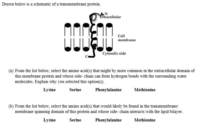 Drawn below is a schematic of a transmembrane protein.
Extracellular
Cell
membrane
Cytosolic side
(a) From the list below, select the amino acid(s) that might by more common in the extracellular domain of
this membrane protein and whose side- chain can form hydrogen bonds with the surrounding water
molecules. Explain why you selected this option(s).
Lysine
Serine
Phenylalanine
Methionine
(b) From the list below, select the amino acid(s) that would likely be found in the transmembrane/
membrane spanning domain of this protein and whose side- chain interacts with the lipid bilayer.
Lysine
Serine
Phenylalanine
Methionine
