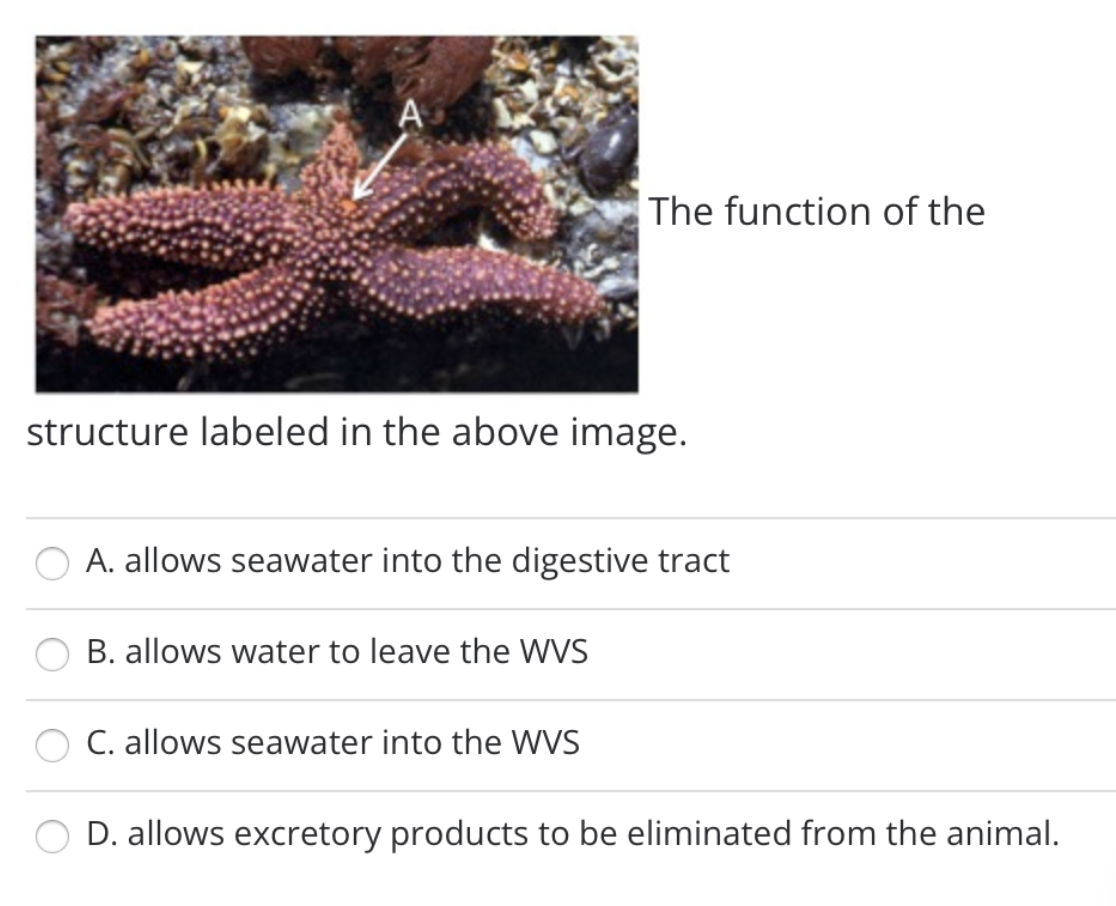 The function of the
structure labeled in the above image.
A. allows seawater into the digestive tract
B. allows water to leave the WVS
C. allows seawater into the WVS
D. allows excretory products to be eliminated from the animal.
