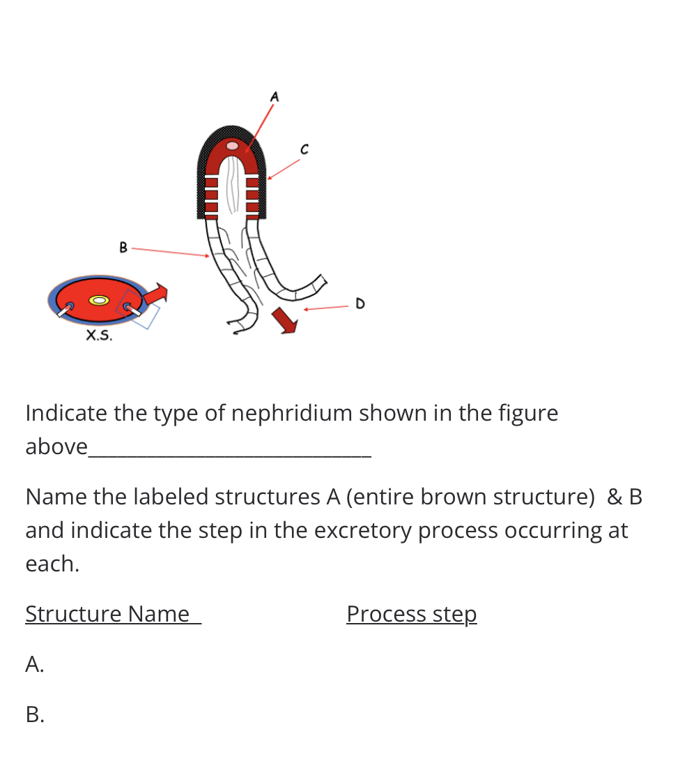 B
D
X.S.
Indicate the type of nephridium shown in the figure
above
Name the labeled structures A (entire brown structure) & B
and indicate the step in the excretory process occurring at
each.
Structure Name
Process step
А.
В.
