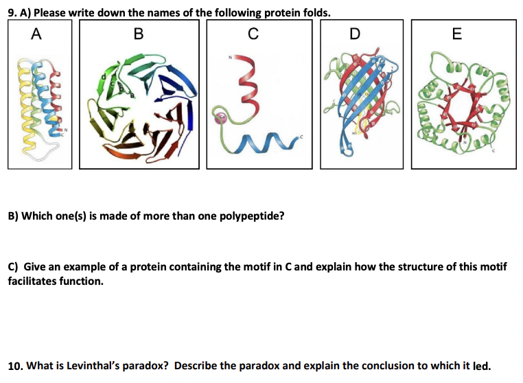 9. A) Please write down the names of the following protein folds.
A
B
C
B) Which one(s) is made of more than one polypeptide?
D
E
000
C) Give an example of a protein containing the motif in C and explain how the structure of this motif
facilitates function.
10. What is Levinthal's paradox? Describe the paradox and explain the conclusion to which it led.