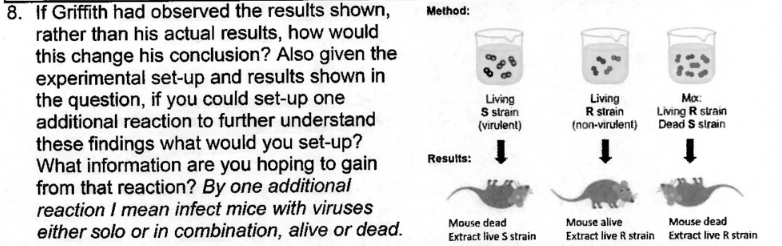 8. If Griffith had observed the results shown,
rather than his actual results, how would
this change his conclusion? Also given the
experimental set-up and results shown in
the question, if you could set-up one
additional reaction to further understand
these findings what would you set-up?
What information are you hoping to gain
from that reaction? By one additional
reaction I mean infect mice with viruses
either solo or in combination, alive or dead.
Method:
Results:
Living
$ strain
(virulent)
Mouse dead
Extract live S strain
Living
R strain
(non-virulent)
Mouse alive
Extract live R strain
Mox:
Living R strain
Dead S strain
Mouse dead
Extract live R strain