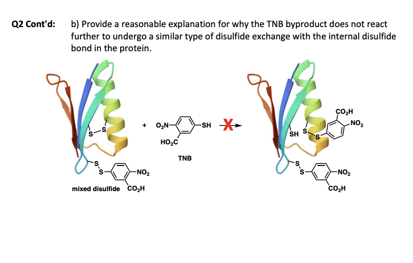Q2 Cont'd:
b) Provide a reasonable explanation for why the TNB byproduct does not react
further to undergo a similar type of disulfide exchange with the internal disulfide
bond in the protein.
-S
+
-NO₂
mixed disulfide CO₂H
O₂N- -SH X
“མ་
HO₂C
TNB
CO₂H
NO2
SH S
-NO2
CO₂H