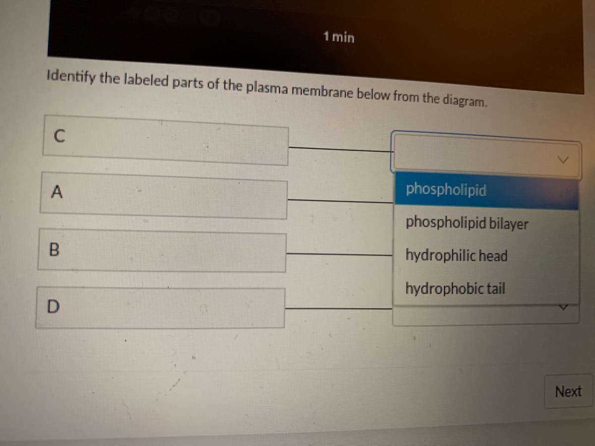 1 min
Identify the labeled parts of the plasma membrane below from the diagram.
C
phospholipid
A
phospholipid bilayer
hydrophilic head
hydrophobic tail
Next
