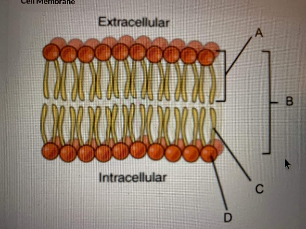 mbrane
Extracellular
A
Intracellular
C
