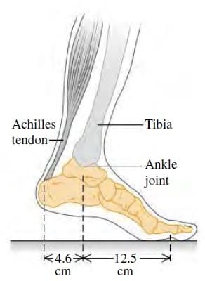 Achilles
-Tibia
tendon-
-Ankle
joint
不4.6米
-12.5
ст
cm
