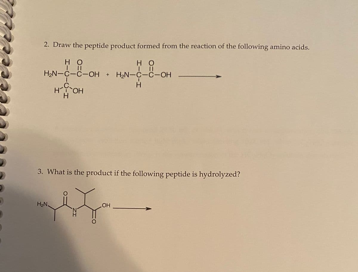 2. Draw the peptide product formed from the reaction of the following amino acids.
но
но
| ||
| ||
H₂N-C-C-OH + H₂N-C-C-OH
I
H
HOH
H
3. What is the product if the following peptide is hydrolyzed?
H₂N,
O
-
OH