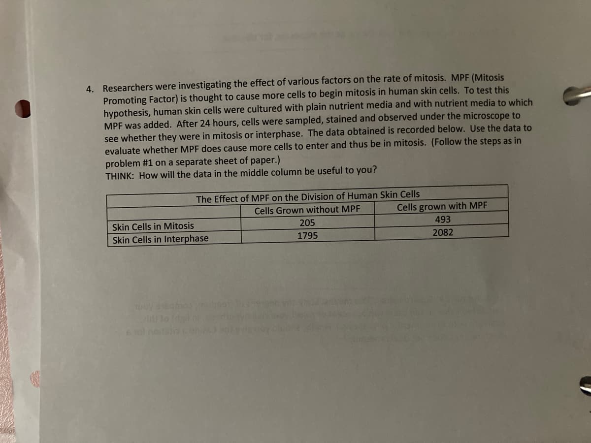 4. Researchers were investigating the effect of various factors on the rate of mitosis. MPF (Mitosis
Promoting Factor) is thought to cause more cells to begin mitosis in human skin cells. To test this
hypothesis, human skin cells were cultured with plain nutrient media and with nutrient media to which
MPF was added. After 24 hours, cells were sampled, stained and observed under the microscope to
see whether they were in mitosis or interphase. The data obtained is recorded below. Use the data to
evaluate whether MPF does cause more cells to enter and thus be in mitosis. (Follow the steps as in
problem #1 on a separate sheet of paper.)
THINK: How will the data in the middle column be useful to you?
The Effect of MPF on the Division of Human Skin Cells
Cells Grown without MPF
Skin Cells in Mitosis
Skin Cells in Interphase
205
1795
Cells grown with MPF
493
2082