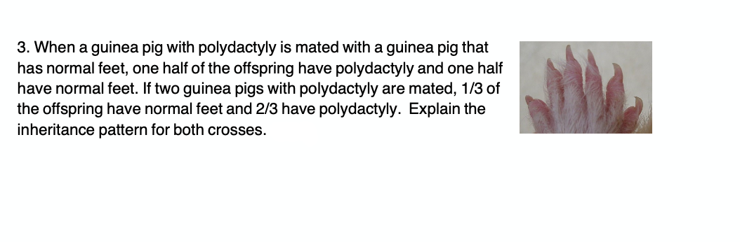3. When a guinea pig with polydactyly is mated with a guinea pig that
has normal feet, one half of the offspring have polydactyly and one half
have normal feet. If two guinea pigs with polydactyly are mated, 1/3 of
the offspring have normal feet and 2/3 have polydactyly. Explain the
inheritance pattern for both crosses.
