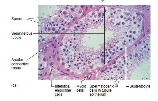 Sperm-
Seminiferous -
tubule
Areolar
connective
tissue
(c)
-Interstitial Myoid Spermatogenic
Sustentocyte
endocrine
cells
cells in tubule
cells
epithelium
