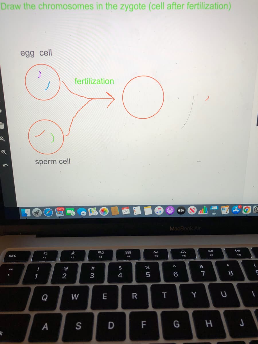 Draw the chromosomes in the zygote (cell after fertilization)
egg cell
fertilization
sperm cell
ra5.970
stv
24
MacBook Air
DII
888
esc
F5
F6
F7
F4
F1
F2
F3
@
#
$
%
1
3
4
6.
Q
W
T
Y
A
S
F
H
* 00
