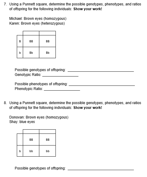 7. Using a Punnett square, determine the possible genotypes, phenotypes, and ratios
of offspring for the following individuals: Show your work!
Michael: Brown eyes (homozygous)
Karen: Brown eyes (heterozygous)
B
BB
BB
Bb
Bb
Possible genotypes of offspring:
Genotypic Ratio:
Possible phenotypes of offspring:
Phenotypic Ratio:
8. Using a Punnett square, determine the possible genotypes, phenotypes, and ratios
of offspring for the following individuals: Show your work!
Donovan: Brown eyes (homozygous)
Shay: blue eyes
BB
BB
b
bb
bb
Possible genotypes of offspring:
