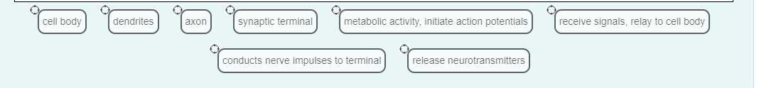 cell body
dendrites
axon
synaptic terminal
metabolic activity, initiate action potentials
conducts nerve impulses to terminal
release neurotransmitters
receive signals, relay to cell body