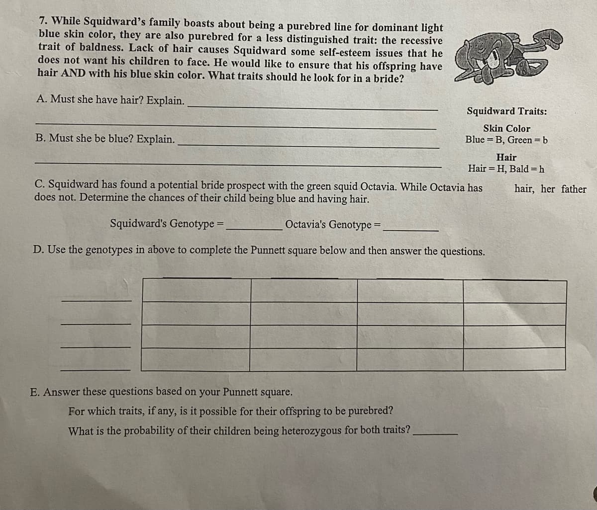 7. While Squidward's family boasts about being a purebred line for dominant light
blue skin color, they are also purebred for a less distinguished trait: the recessive
trait of baldness. Lack of hair causes Squidward some self-esteem issues that he
does not want his children to face. He would like to ensure that his offspring have
hair AND with his blue skin color. What traits should he look for in a bride?
A. Must she have hair? Explain.
Squidward Traits:
Skin Color
B. Must she be blue? Explain.
Blue = B, Green = b
Hair
Hair = H, Bald =h
C. Squidward has found a potential bride prospect with the green squid Octavia. While Octavia has
does not. Determine the chances of their child being blue and having hair.
hair, her father
Squidward's Genotype
Octavia's Genotype =
D. Use the genotypes in above to complete the Punnett square below and then answer the questions.
E. Answer these questions based on
your
Punnett
square.
For which traits, if any, is it possible for their offspring to be purebred?
What is the probability of their children being heterozygous for both traits?
