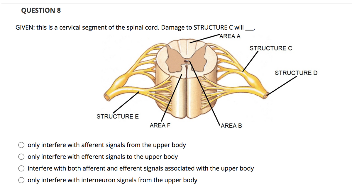 QUESTION 8
GIVEN: this is a cervical segment of the spinal cord. Damage to STRUCTURE C will
AREA A
STRUCTURE C
STRUCTURE D
STRUCTURE E
AREA F
AREA B
only interfere with afferent signals from the upper body
only interfere with efferent signals to the upper body
interfere with both afferent and efferent signals associated with the upper body
O only interfere with interneuron signals from the upper body
