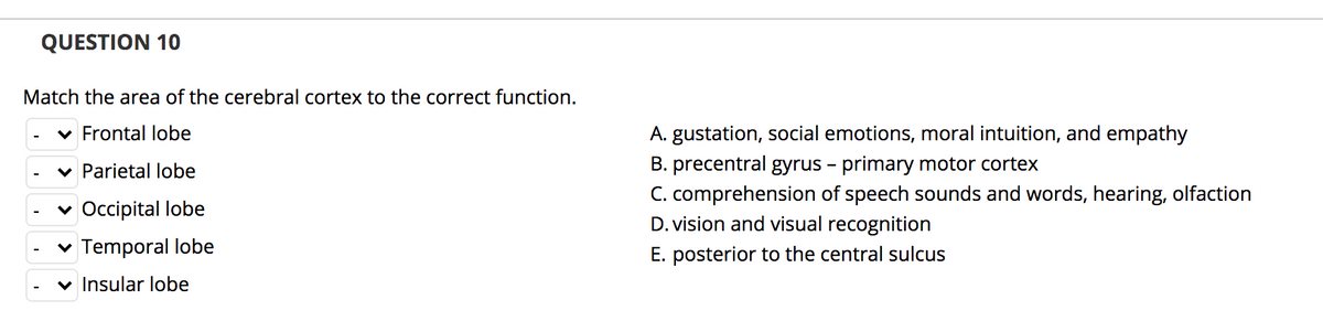 QUESTION 10
Match the area of the cerebral cortex to the correct function.
v Frontal lobe
A. gustation, social emotions, moral intuition, and empathy
B. precentral gyrus - primary motor cortex
C. comprehension of speech sounds and words, hearing, olfaction
D. vision and visual recognition
v Parietal lobe
v Occipital lobe
v Temporal lobe
E. posterior to the central sulcus
v Insular lobe

