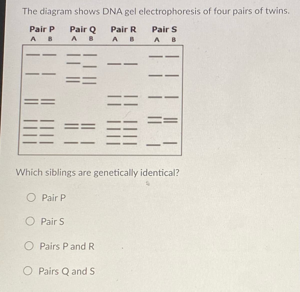 The diagram shows DNA gel electrophoresis of four pairs of twins.
Pair Q
A B
Pair P
Pair R
Pair S
A
A B
Which siblings are genetically identical?
O Pair P
O Pair S
O Pairs P and R
Pairs Q and S
