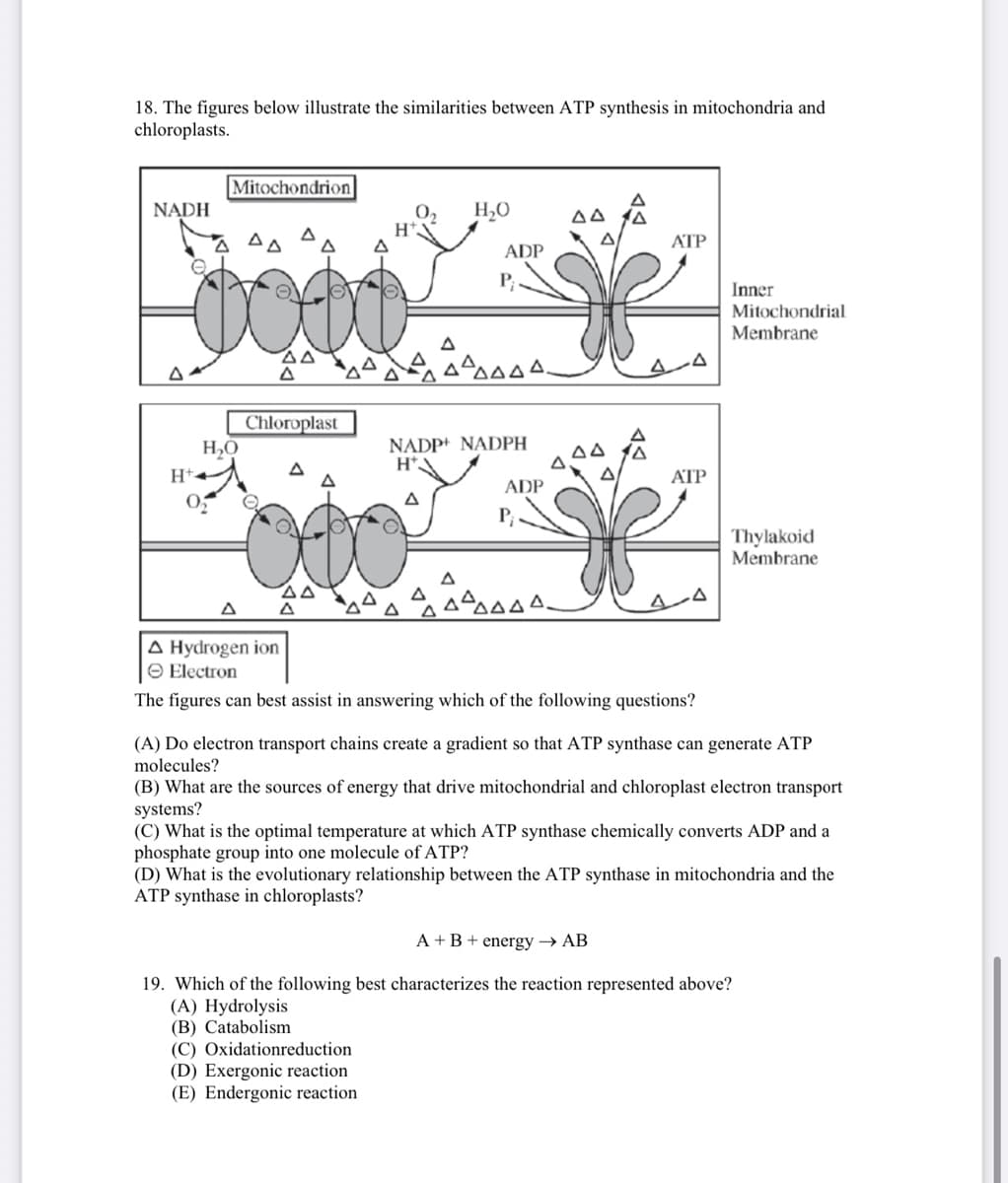 18. The figures below illustrate the similarities between ATP synthesis in mitochondria and
chloroplasts.
Mitochondrion
NADH
H,0
Δ
H*.
ATP
ADP
P;
Inner
Mitochondrial
Membrane
Chloroplast
H,O
NADP+ NADPH
H*
H+-
ATP
ADP
Thylakoid
Membrane
A
A Hydrogen ion
O Electron
The figures can best assist in answering which of the following questions?
(A) Do electron transport chains create a gradient so that ATP synthase can generate ATP
molecules?
(B) What are the sources of energy that drive mitochondrial and chloroplast electron transport
systems?
(C) What is the optimal temperature at which ATP synthase chemically converts ADP and a
phosphate group into one molecule of ATP?
(D) What is the evolutionary relationship between the ATP synthase in mitochondria and the
ATP synthase in chloroplasts?
A +B + energy → AB
19. Which of the following best characterizes the reaction represented above?
(A) Hydrolysis
(B) Catabolism
(C) Oxidationreduction
(D) Exergonic reaction
(E) Endergonic reaction
