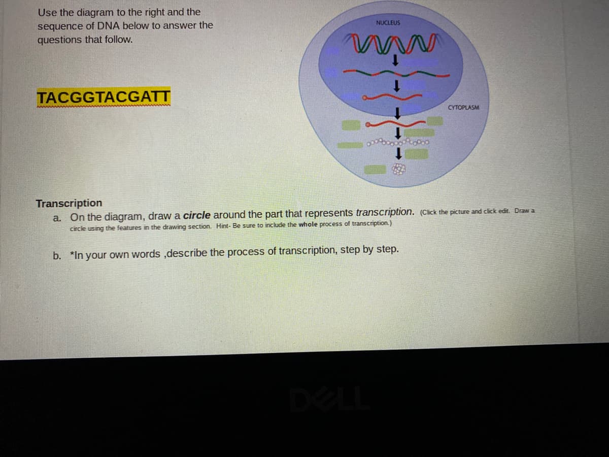 Use the diagram to the right and the
sequence of DNA below to answer the
questions that follow.
NUCLEUS
TACGGTACGATT
CYTOPLASM
Transcription
a. On the diagram, draw a circle around the part that represents transcription. (Click the picture and click edit. Draw a
circle using the features in the drawing section. Hint- Be sure to include the whole process of transcription.)
b. *In your own words ,describe the process of transcription, step by step.
DEL
