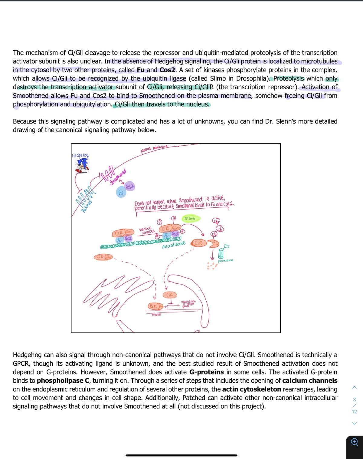 The mechanism of Ci/Gli cleavage to release the repressor and ubiquitin-mediated proteolysis of the transcription
activator subunit is also unclear. In the absence of Hedgehog signaling, the Ci/Gli protein is localized to microtubules
in the cytosol by two other proteins, called Fu and Cos2. A set of kinases phosphorylate proteins in the complex,
which allows Ci/Gli to be recognized by the ubiquitin ligase (called Slimb in Drosophila). Proteolysis which only
destroys the transcription activator subunit of Ci/Gli, releasing Ci/GliR (the transcription repressor). Activation of
Smoothened allows Fu and Cos2 to bind to Smoothened on the plasma membrane, somehow freeing Ci/Gli from
phosphorylation and ubiquitylation. Ci/Gli then travels to the nucleus.
Because this signaling pathway is complicated and has a lot of unknowns, you can find Dr. Slenn's more detailed
drawing of the canonical signaling pathway below.
Hedge hog
plasma membrane
Smoothened
Fu Cos 2
Does not happen when Smoothened is active,
potenti ally because Smoothened binds to Fu and Casa
Slimb
various
kinases
CIR
Fo Cos2
microtubule
(CiR
CiR
proteasome
CiR
CiR
transcription
"of tor get
genes
enhancer
Hedgehog can also signal through non-canonical pathways that do not involve Ci/Gli. Smoothened is technically a
GPCR, though its activating ligand is unknown, and the best studied result of Smoothened activation does not
depend on G-proteins. However, Smoothened does activate G-proteins in some cells. The activated G-protein
binds to phospholipase C, turning it on. Through a series of steps that includes the opening of calcium channels
on the endoplasmic reticulum and regulation of several other proteins, the actin cytoskeleton rearranges, leading
to cell movement and changes in cell shape. Additionally, Patched can activate other non-canonical intracellular
signaling pathways that do not involve Smoothened at all (not discussed on this project).
3
12
Patched
