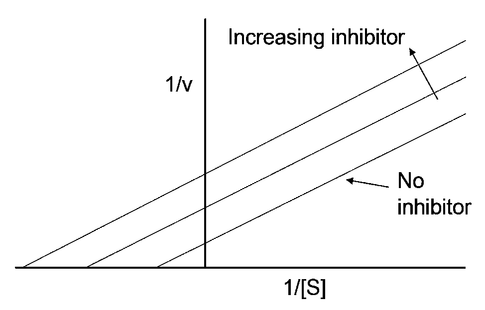 Increasing inhibitor
1/v
No
inhibitor
1/[S]
