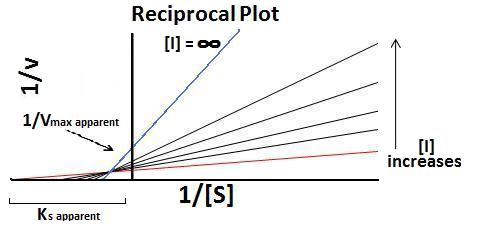 Reciprocal Plot
[1] = 00
1/Vmax apparent
[1]
increases
1/[S]
Ks
s apparent
