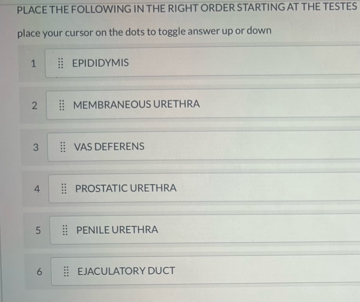 PLACE THE FOLLOWING IN THE RIGHT ORDER STARTING AT THE TESTES
place your cursor on the dots to toggle answer up or down
1
2
3
4
LO
5
6
....
EPIDIDYMIS
MEMBRANEOUS URETHRA
VAS DEFERENS
PROSTATIC URETHRA
PENILE URETHRA
EJACULATORY DUCT