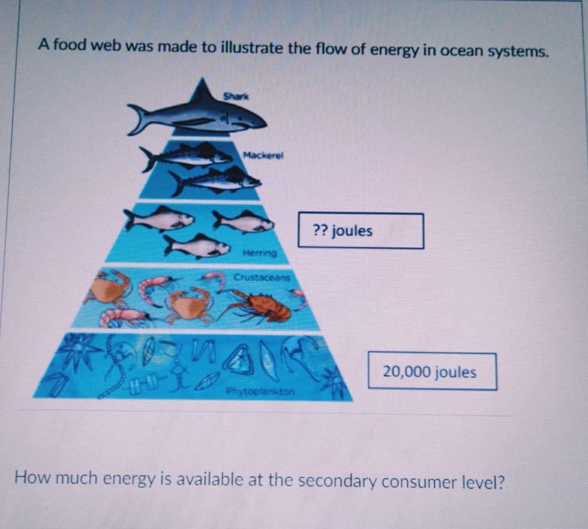 A food web was made to illustrate the flow of energy in ocean systems.
Shark
Mackerel
?? joules
Herring
Crustaceans
20,000 joules
Phytoplankton
How much energy is available at the secondary consumer level?
