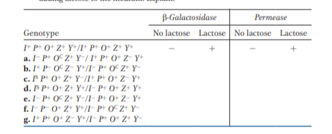 B-Galactosidase
Permease
Genotype
No lactose Lactose No lactose Lactose
I* P+ O+ Z+ Y+/I P O+ Z+ Y+
a. I- P O Z+ Y-/I P O+ Z- Y
b. I* P 0 Z- Y+/I- P+ OC Z+ Y-
c. F P O+ Z+ Y-/I+ P O+ Z- Y
d. F P+ O+ Z+ Y+/I- P+ O+ Z+ Y+
e. I- P+ OC Z+ Y-/I- P+ O+ Z- Y+
f. I- P O* Z* Y*/I- P+ O° Z+ Y-
g. I* P* 0+ Z- Y*/I- P 0 Z Y-
