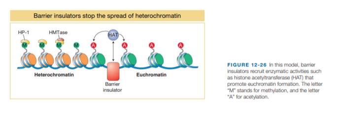 Barrier insulators stop the spread of heterochromatin
HР-1
HMȚase
HAT
FIGURE 12-26 In this model, barier
insulators recruit enzymatic activities such
as histone acetyltransferase (HAT) that
promote euchromatin formation. The letter
"M" stands for methylation, and the letter
"A" for acetylation.
Heterochromatin
Euchromatin
Barrier
insulator
