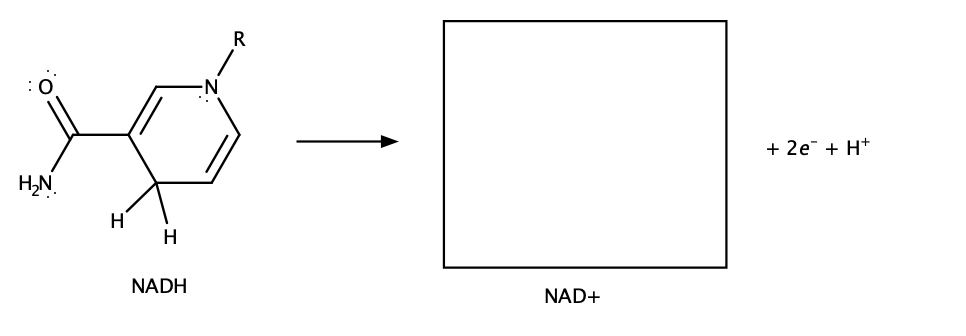 N-
+ 2e + H+
H,N.
H'
H
NADH
NAD+
