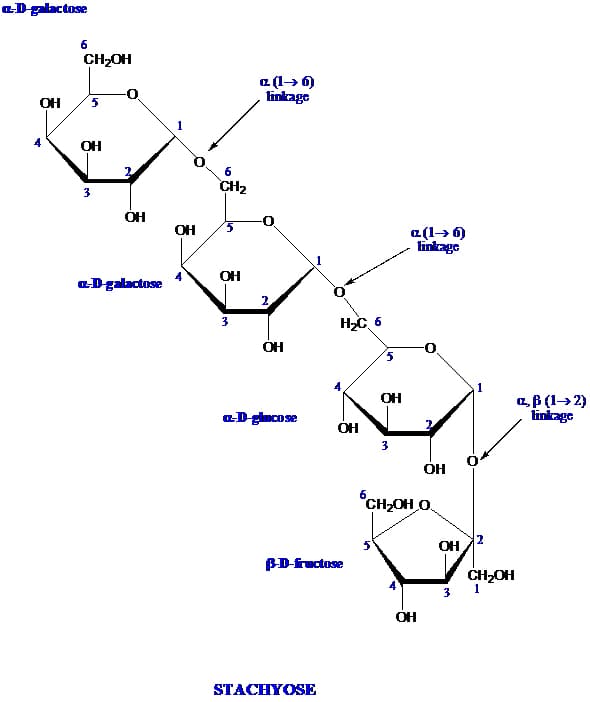 a-D-galactose
OH
6
CH₂OH
5
OH
3
2
OH
a-D-galactose
6
CH₂
OH 5
OH
3
a (1→ 6)
linkage
2
OH
a-D-glucose
H₂C 6
STACHYOSE
OH
B-D-fructose
OH
3
a(1→ 6)
linkage
2
OH
OH
CH₂OH O
OH
3
1
2
CH₂OH
1
(1→2)
linkage
