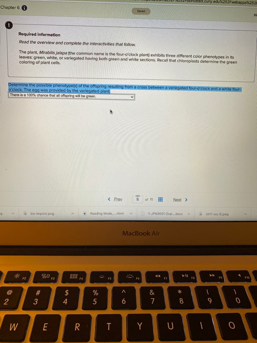 1osted.cuny.edu%252Fwebapps%252|
Chapter 6 1
Saved
H.
Required information
Read the overview and complete the interactivities that follow.
The plant, Mirabilis jalapa (the common name is the four-o'clock plant) exhibits three different color phenotypes in its
leaves: green, white, or variegated having both green and white sections. Recall that chloroplasts determine the green
coloring of plant cells.
Determine the possible phenotype(s) of the offspring resulting from a cross between a variegated four-o'clock and a white four-
o'clock. The egg was provided by the variegated plant.
There is a 100% chance that all offspring will be green.
th
******
< Prey
of 11 E
Next >
A bio imprint.png
Reading Mode.html
1-JPN3001 Oral.docx
ch11 voc B.jpeg
MacBook Air
000
O00 FA
トII
F8
F2
E3
F5
F7
F10
@
#3
2$
&
2
4
7
8.
W
Y
-の
