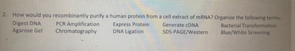 2. How would you recombinantly purify a human protein from
Digest DNA
Express Protein
DNA Ligation
Agarose Gel
PCR Amplification
Chromatography
a cell extract of mRNA? Organize the following terms.
Generate cDNA
SDS-PAGE/Western
Bacterial Transformation
Blue/White Screening