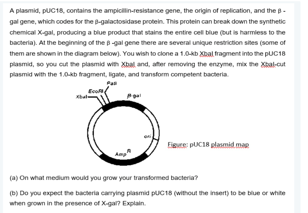 A plasmid, pUC18, contains the ampicillin-resistance gene, the origin of replication, and the ß -
gal gene, which codes for the B-galactosidase protein. This protein can break down the synthetic
chemical X-gal, producing a blue product that stains the entire cell blue (but is harmless to the
bacteria). At the beginning of the B-gal gene there are several unique restriction sites (some of
them are shown in the diagram below). You wish to clone a 1.0-kb Xbal fragment into the pUC18
plasmid, so you cut the plasmid with Xbal and, after removing the enzyme, mix the Xbal-cut
plasmid with the 1.0-kb fragment, ligate, and transform competent bacteria.
Pati
Xbal
EcoRI
B-gal
A
Amp
ori
Figure: pUC18 plasmid map
(a) On what medium would you grow your transformed bacteria?
(b) Do you expect the bacteria carrying plasmid pUC18 (without the insert) to be blue or white
when grown in the presence of X-gal? Explain.