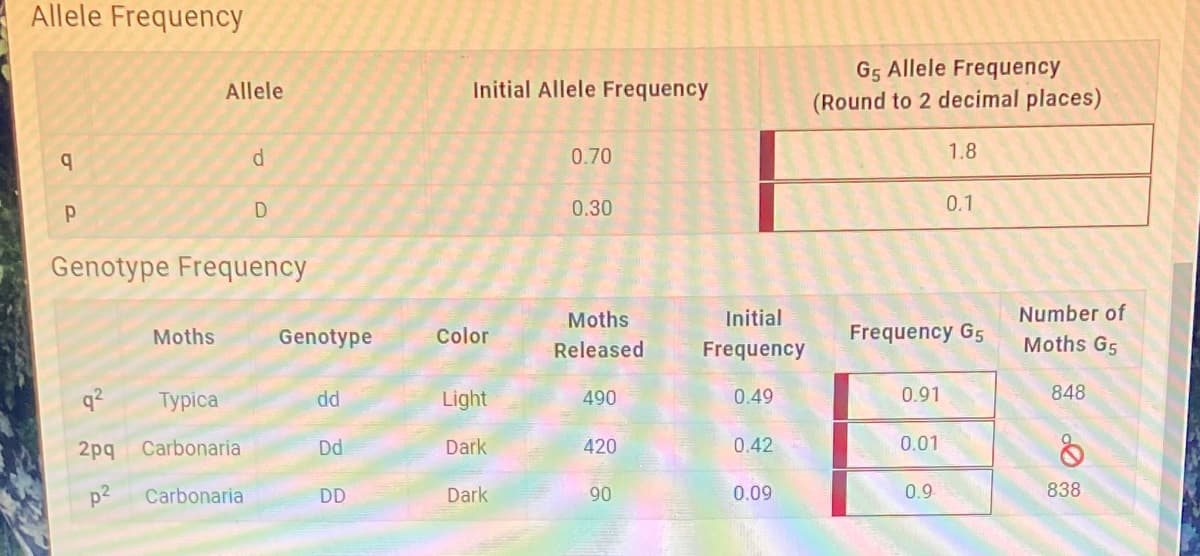 Allele Frequency
q
Р
Allele
Moths
d
Genotype Frequency
q²
Typica
2pq Carbonaria
p² Carbonaria
D
Genotype
dd
Dd
DD
Initial Allele Frequency
Color
Light
Dark
Dark
0.70
0.30
Moths
Released
490
420
90
Initial
Frequency
0.49
0.42
0.09
G5 Allele Frequency
(Round to 2 decimal places)
0.91
Frequency G5
0.01
1.8
0.9
0.1
Number of
Moths G5
848
838