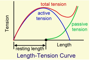 total tension
active
tension
passive
tension
Length
resting length
Length-Tension Curve
Tension
