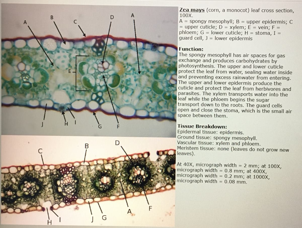 Zea mays (corn, a monocot) leaf cross section,
100X.
В
A = spongy mesophyll; B = upper epidermis; C
= upper cuticle; D = xylem; E = vein; F =
phloem; G = lower cuticle; H = stoma, I =
guard cell, J = lower epidermis
Function:
The spongy mesophyll has air spaces for gas
exchange and produces carbohydrates by
photosynthesis. The upper and lower cuticle
protect the leaf from water, sealing water inside
and preventing excess rainwater from entering.
The upper and lower epidermis produce the
cuticle and protect the leaf from herbivores and
parasites. The xylem transports water into the
leaf while the phloem begins the sugar
transport down to the roots. The guard cells
open and close the stoma, which is the small air
space between them.
E-
Tissue Breakdown:
Epidermal tissue: epidermis.
Ground tissue: spongy mesophyll.
Vascular tissue: xylem and phloem.
Meristem tissue: none (leaves do not grow new
leaves).
F
C
At 40X, micrograph width = 2 mm; at 100X,
micrograph width = 0.8 mm; at 400X,
micrograph width = 0.2 mm; at 1000X,
micrograph width = 0.08 mm.
A
J G
