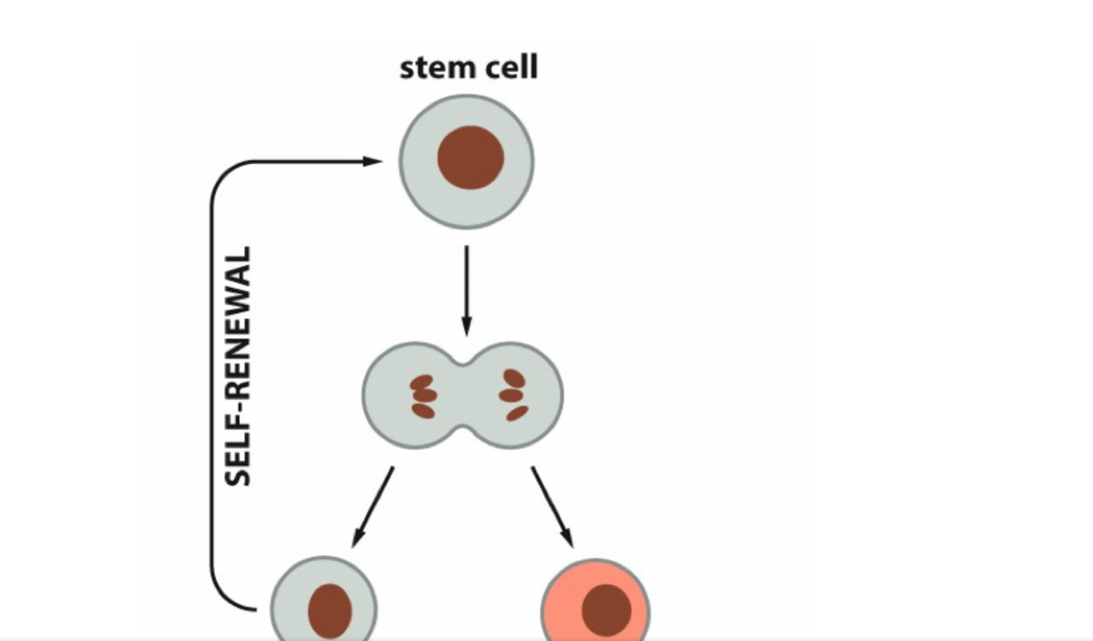 stem cell
SELF-RENEWAL
