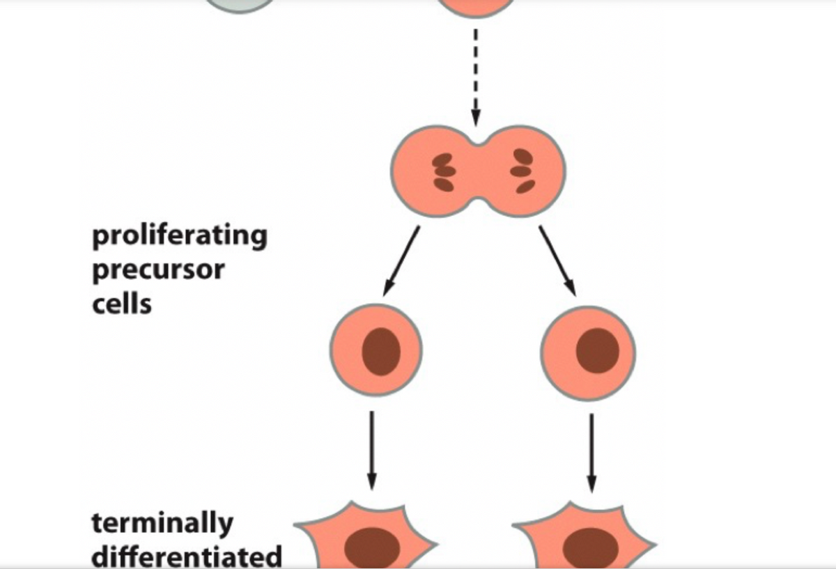 proliferating
precursor
cells
terminally
differentiated
