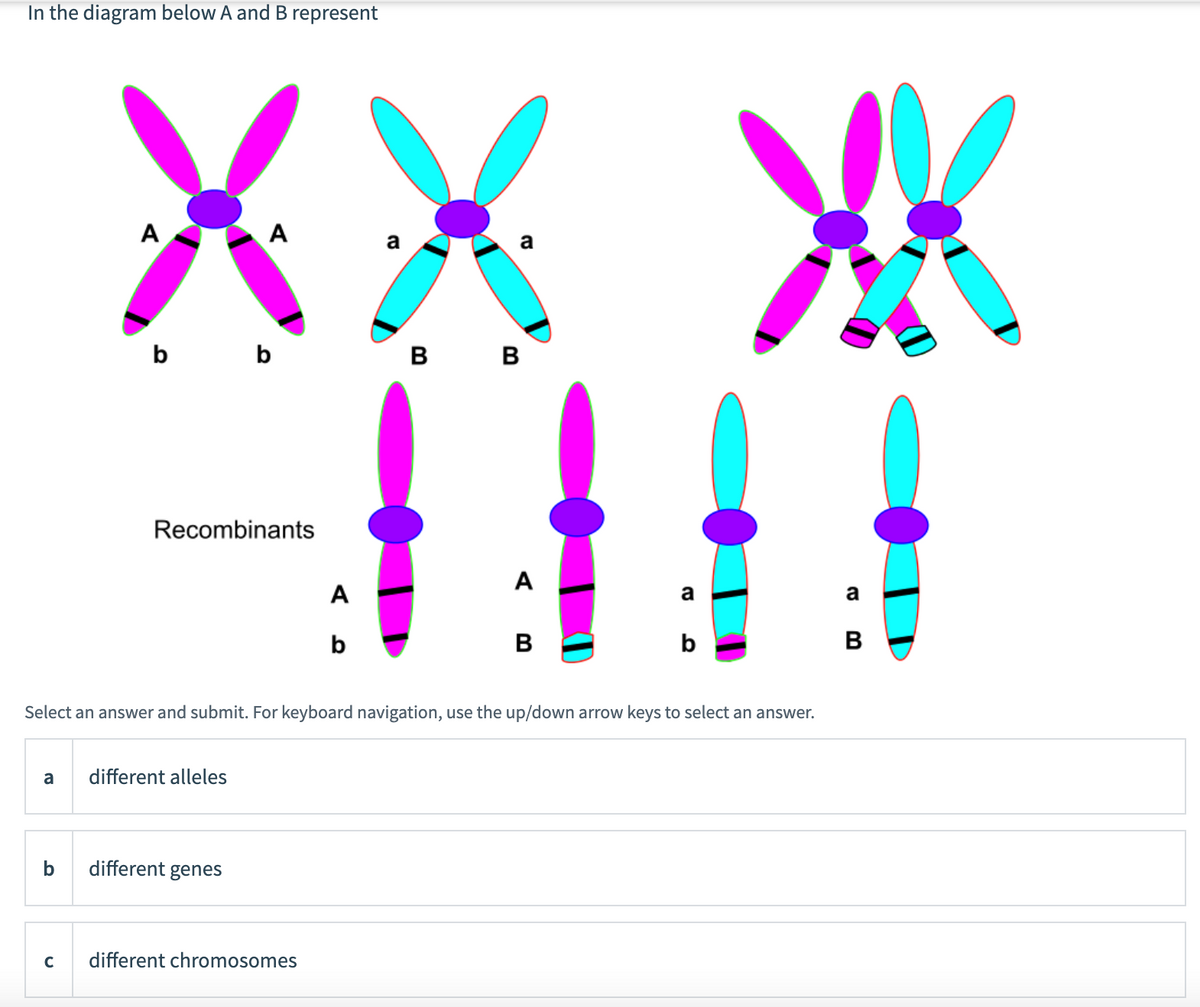 In the diagram below A and B represent
XXX*
A
A
a
a
b b
в в
Recombinants
A
A
a
a
b
В
b
B
Select an answer and submit. For keyboard navigation, use the up/down arrow keys to select an answer.
a
different alleles
b
different genes
different chromosomes
