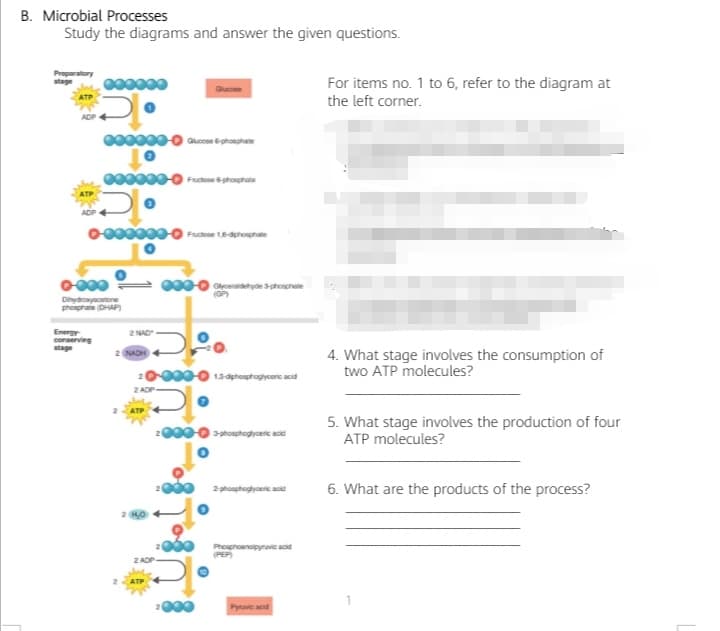 B. Microbial Processes
Study the diagrams and answer the given questions.
Preparatory
stage
000000
For items no. 1 to 6, refer to the diagram at
Gucone
the left corner.
of
0000 Fudese dghophate
Dihydoyactone
phosphaie (DHAP)
Energ
conserving
stage
2 NAD
4. What stage involves the consumption of
two ATP molecules?
2 NAD
000-O 134phoaphogyceric acid
5. What stage involves the production of four
ATP molecules?
sphosphogyoeric acid
6. What are the products of the process?
2 phosphogyoeric acid
Phosphoenoipyravie acid
(PEP)
Pynae acid
