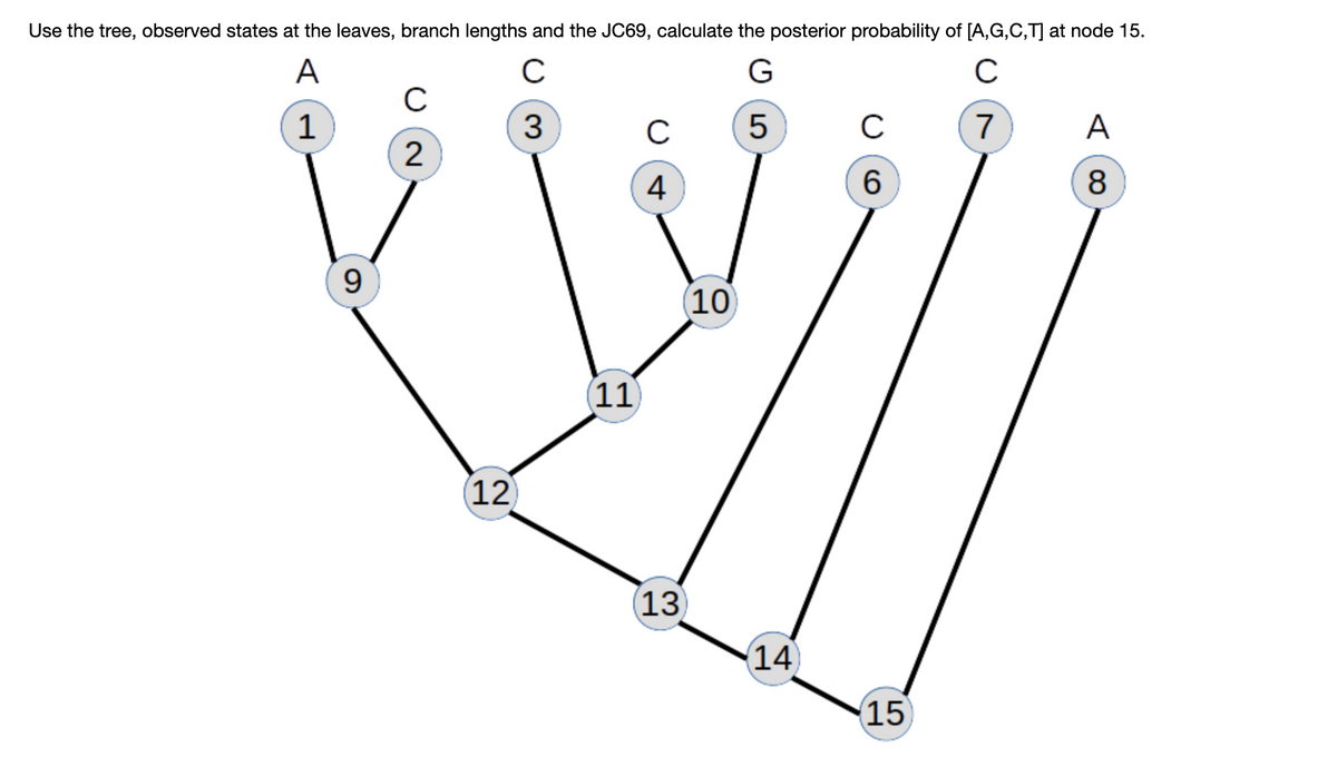 Use the tree, observed states at the leaves, branch lengths and the JC69, calculate the posterior probability of [A,G,C,T] at node 15.
A
с
G
C
1
3
5
7
9
с
2
(12)
(11)
C
4
(10)
(13)
(14)
с
6
15
A
8