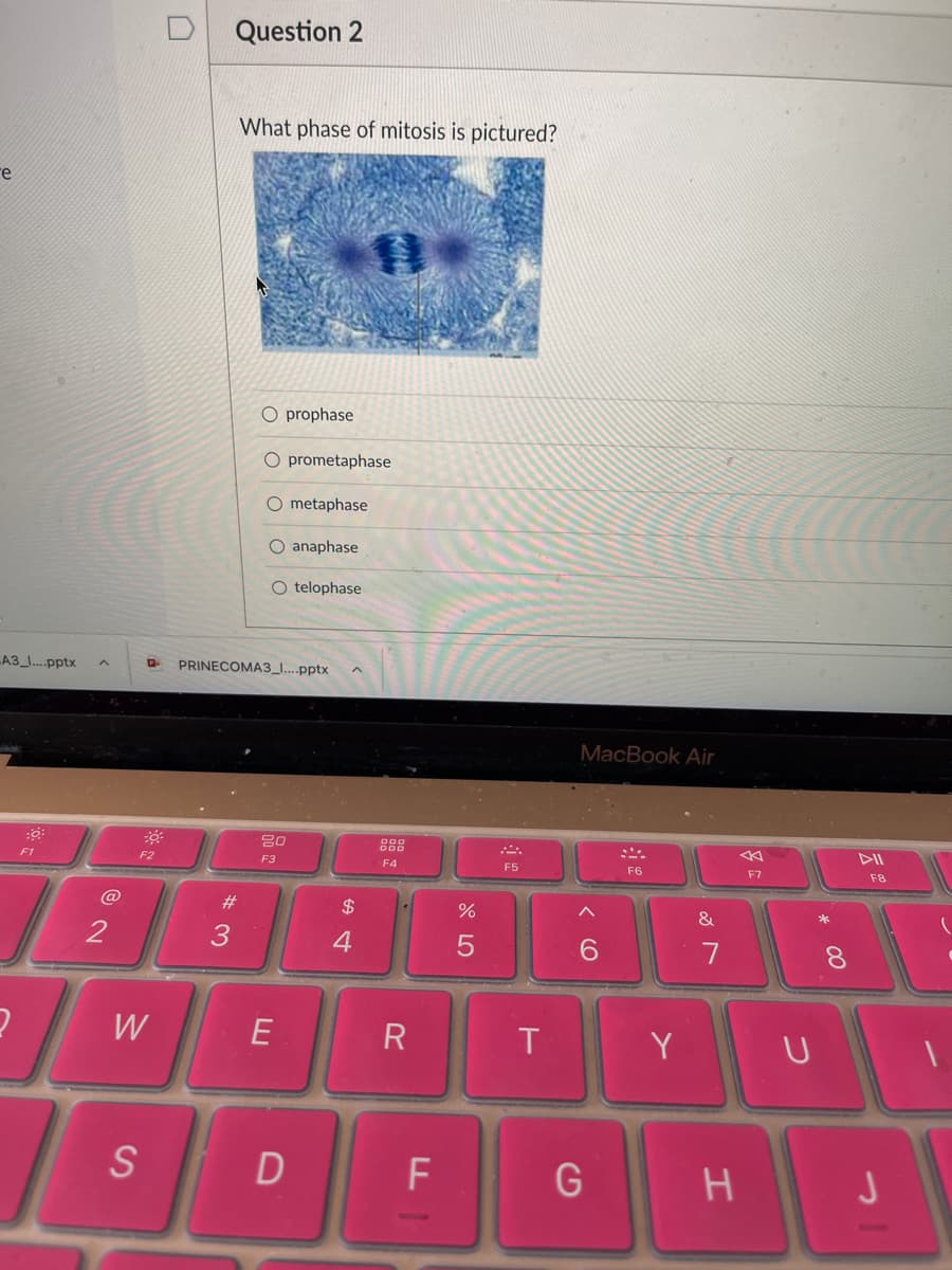 Question 2
What phase of mitosis is pictured?
re
O prophase
O prometaphase
O metaphase
O anaphase
O telophase
LA3_..pptx
PRINECOMA3_I....pptx
MacBook Air
80
F2
F3
F4
F5
F6
F7
F8
@
#3
$
&
4
7
E
R
T
Y U
S
F
G
* C0
* LO
KA
w/
