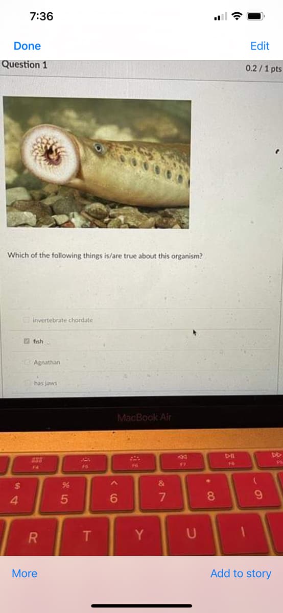 Done
Question 1
Which of the following things is/are true about this organism?
Ginvertebrate chordate
fish
Agnathan
has jaws
MacBook Air
$
7:36
4
R
More
%
5
F5
T
^
6
Y
&
7
PP
17
U
=
00
☎
8
D-II
FB
Edit
0.2/1 pts
(
9
Add to story
F9
