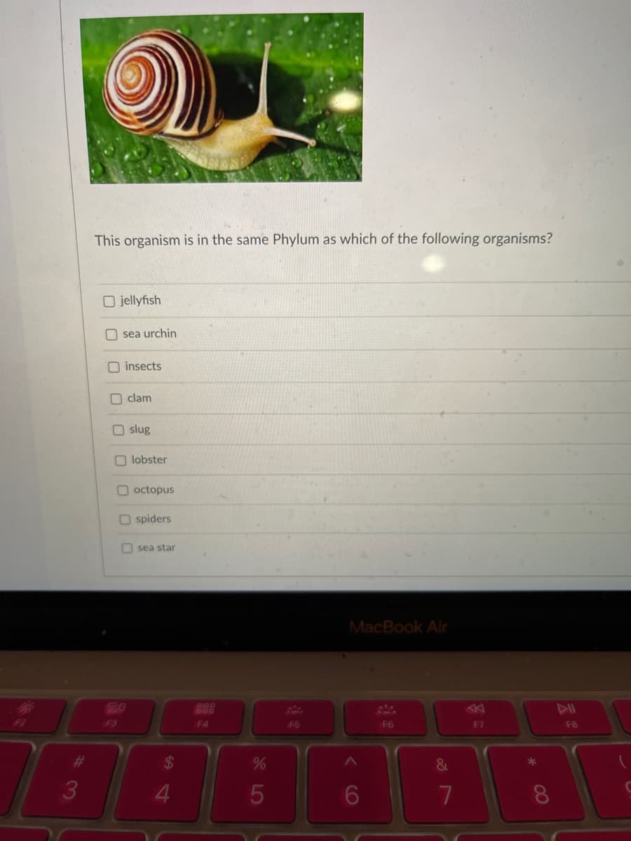 F2
#
3
This organism is in the same Phylum as which of the following organisms?
jellyfish
Osea urchin
insects
clam
Oslug
MacBook Air
F6
F3
lobster
octopus
Ospiders
sea star
$
4
888
F4
%
5
F5
^
&
7
F7
*
00
F8