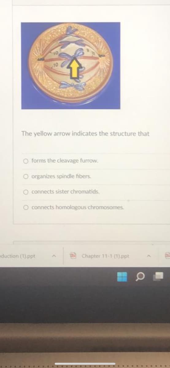 10
10
The yellow arrow indicates the structure that
O forms the cleavage furrow.
O organizes spindle fibers.
O connects sister chromatids.
O connects homologous chromosomes.
eduction (1).ppt
e Chapter 11-1 (1) ppt
