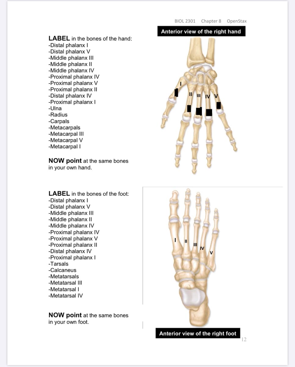 BIOL 2301 Chapter 8 OpenStax
Anterior view of the right hand
LABEL in the bones of the hand:
-Distal phalanx I
-Distal phalanx V
-Middle phalanx III
-Middle phalanx II
-Middle phalanx IV
-Proximal phalanx IV
-Proximal phalanx V
-Proximal phalanx II
-Distal phalanx IV
-Proximal phalanx I
-Ulna
Il m IV V
-Radius
-Carpals
-Metacarpals
-Metacarpal II
-Metacarpal V
-Metacarpal I
NOW point at the same bones
in your own hand.
LABEL in the bones of the foot:
-Distal phalanx I
-Distal phalanx V
-Middle phalanx III
-Middle phalanx II
-Middle phalanx IV
-Proximal phalanx IV
-Proximal phalanx V
-Proximal phalanx II
-Distal phalanx IV
-Proximal phalanx I
-Tarsals
-Calcaneus
-Metatarsals
-Metatarsal II
-Metatarsal |
-Metatarsal IV
NOW point at the same bones
in your own foot.
Anterior view of the right foot
12
