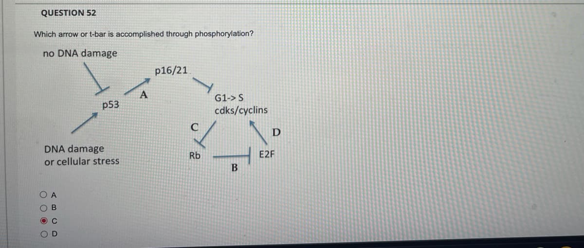 QUESTION 52
Which arrow or t-bar is accomplished through phosphorylation?
no DNA damage
p16/21
A
G1-> S
p53
cdks/cyclins
DNA damage
or cellular stress
Rb
E2F
B
A
OD
O O O O
