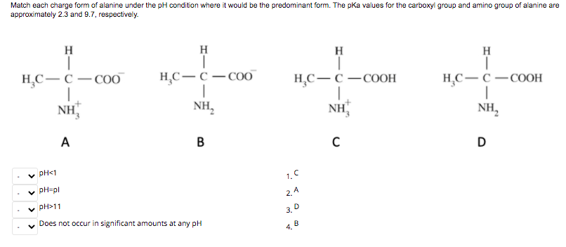 Match each charge form of alanine under the pH condition where it would be the predominant form. The pka values for the carboxyl group and amino group of alanine are
approximately 2.3 and 9.7, respectively.
H
H
H
Н.С — с — соо
H
Н.С — с — соо
Н.С— с —соон
Нс — с —соон
NH,
NH,
NH
NH,
A
B
D
v pH<1
v pH=pl
1.C
v pH>11
2. A
Does not occur in significant amounts at any pH
3. D
4. B
